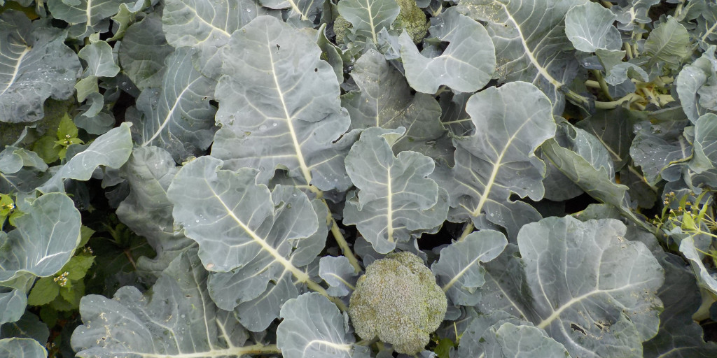 broccoli scherm