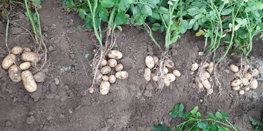 Groeicurve aardappelen
