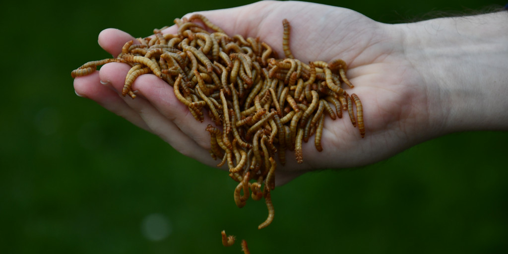 Meelwormen in hand