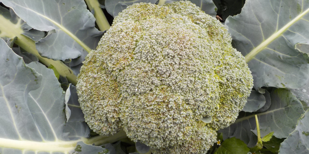 scherm broccoli