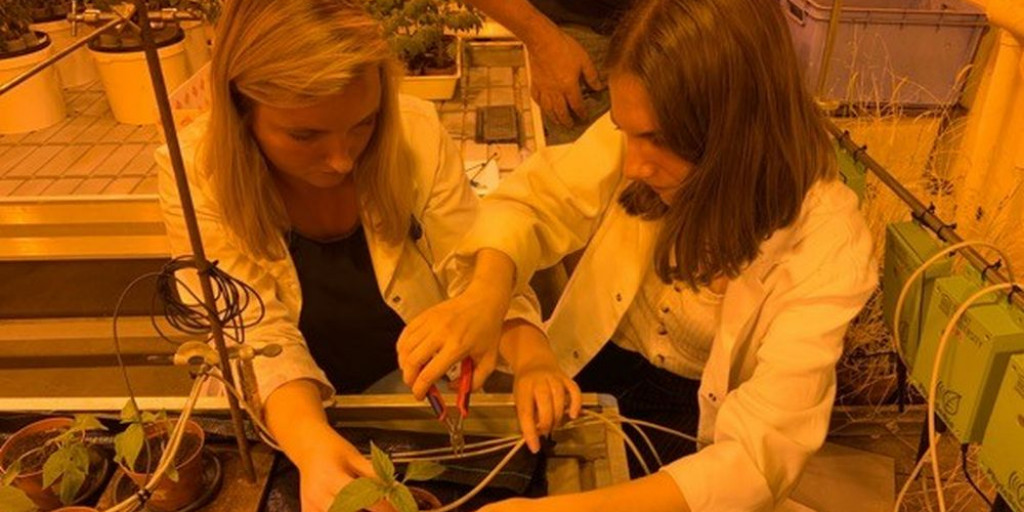 Agrotopia leerstoel - Verticilium onderzoek