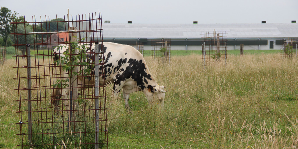 Agroforestry