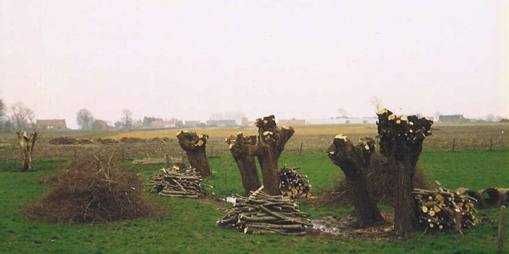 knotwilgenbeheer