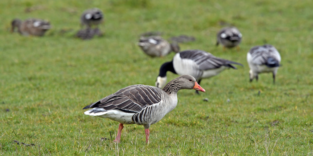 Ganzen op grasland