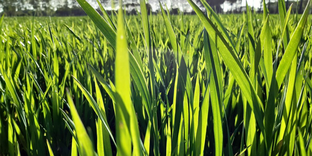 Gras