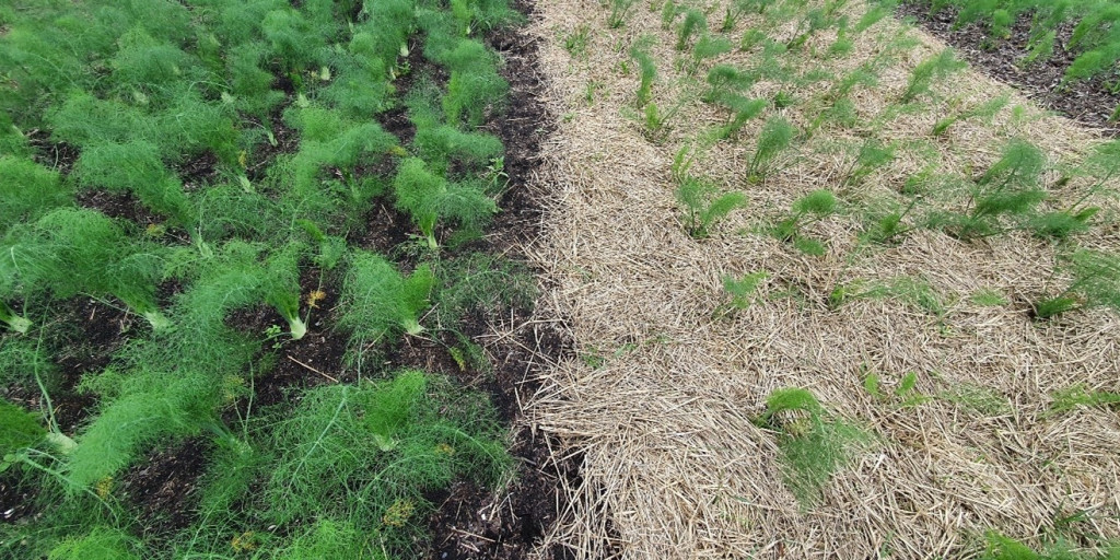 In 2020 en 2021 voerden we op het proefbedrijf voor biologische teelt een proef uit met een aantal verschillende organische mulchmaterialen in de teelt van venkel.