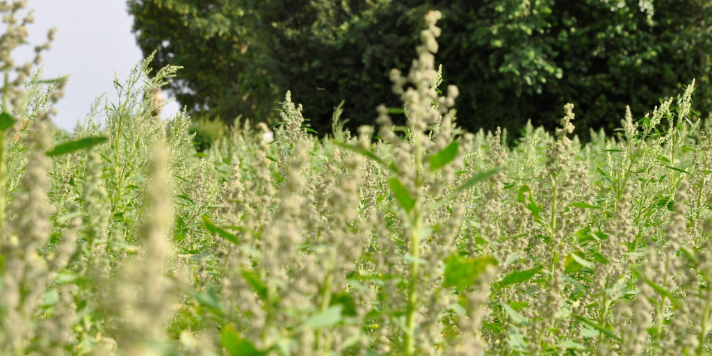 Quinoa in 2021 op biobedrijf Inagro