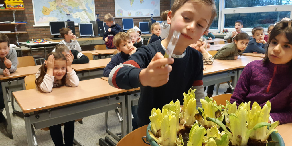 Werken met witloofteeltkit in de klas