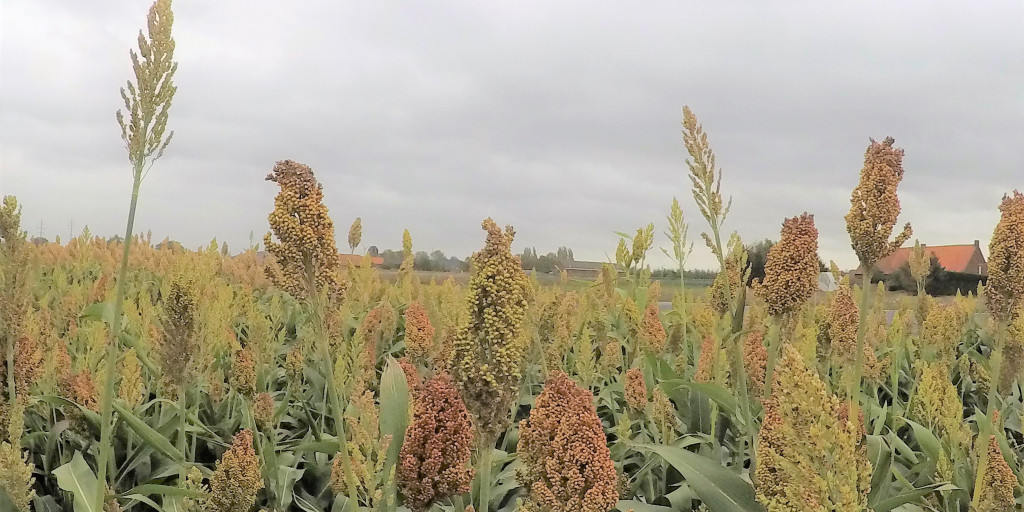 Sorghum bio lichte versie