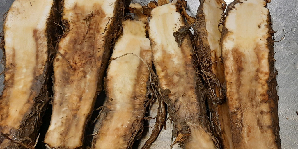 Phytophthora aantasting witloofwortel