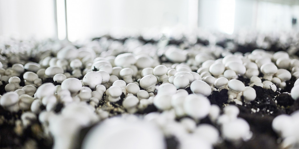 Champignons in teeltbed