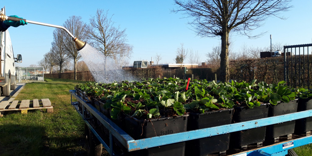 aardbei vers opgeplant bevochtigen2