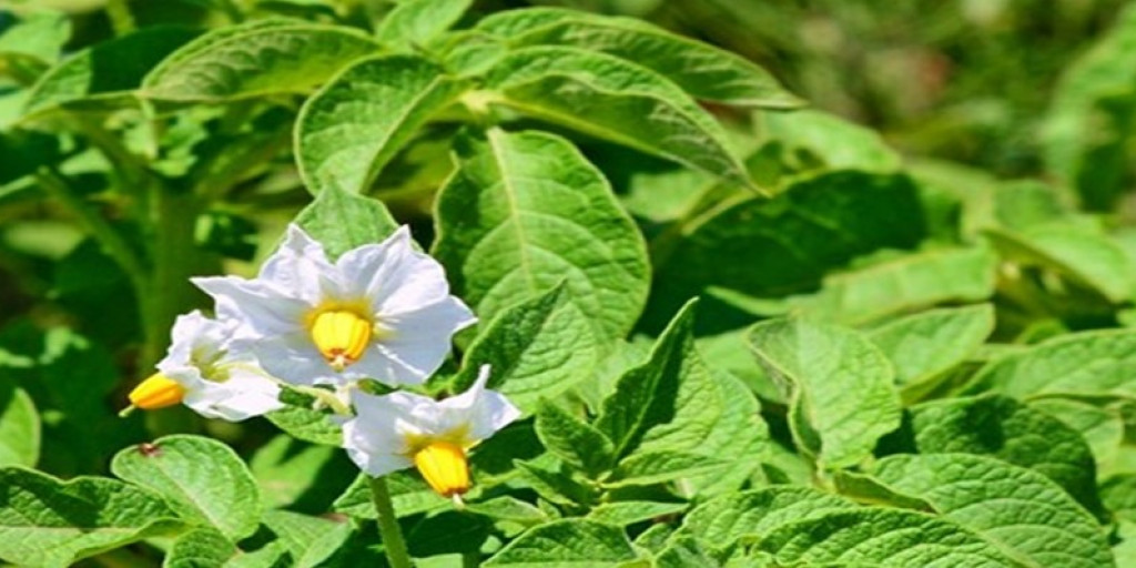 Aardappel