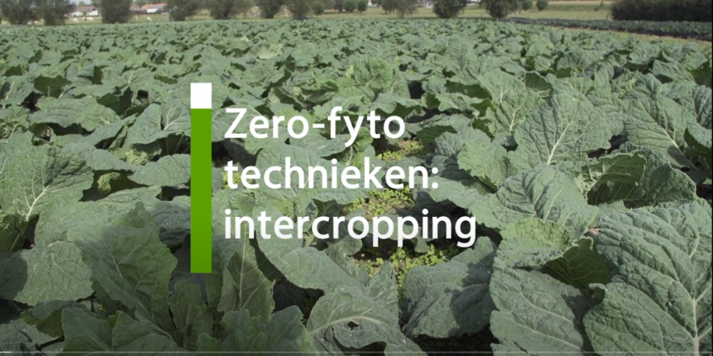 TN_Video_ZeroFyto_Intercropping