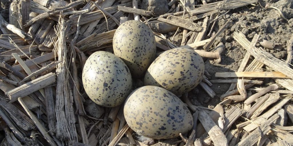 nest weidevogel