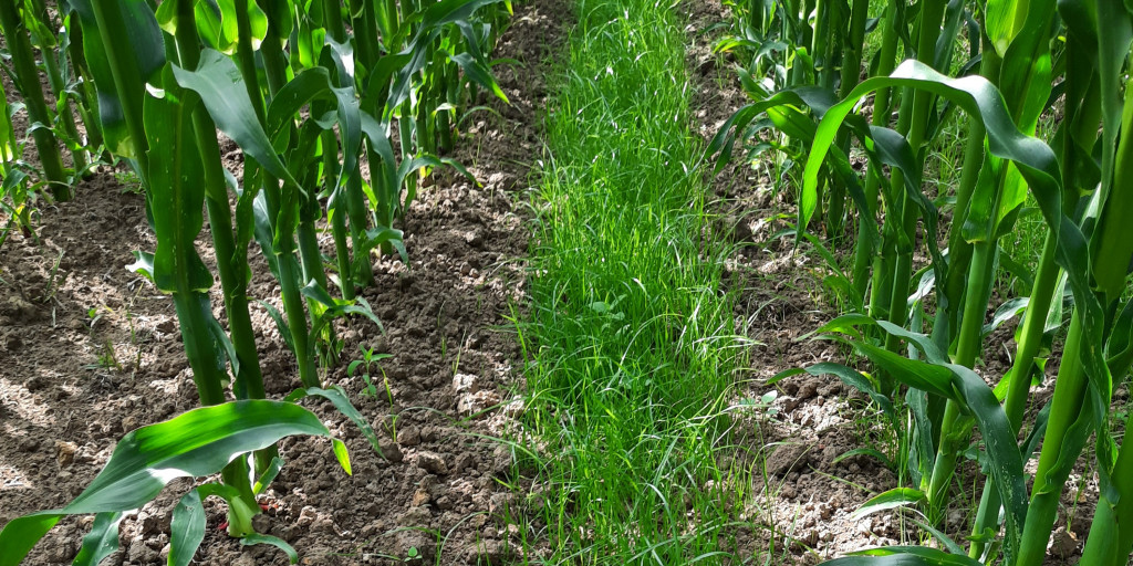 Onderzaai gras in maïs