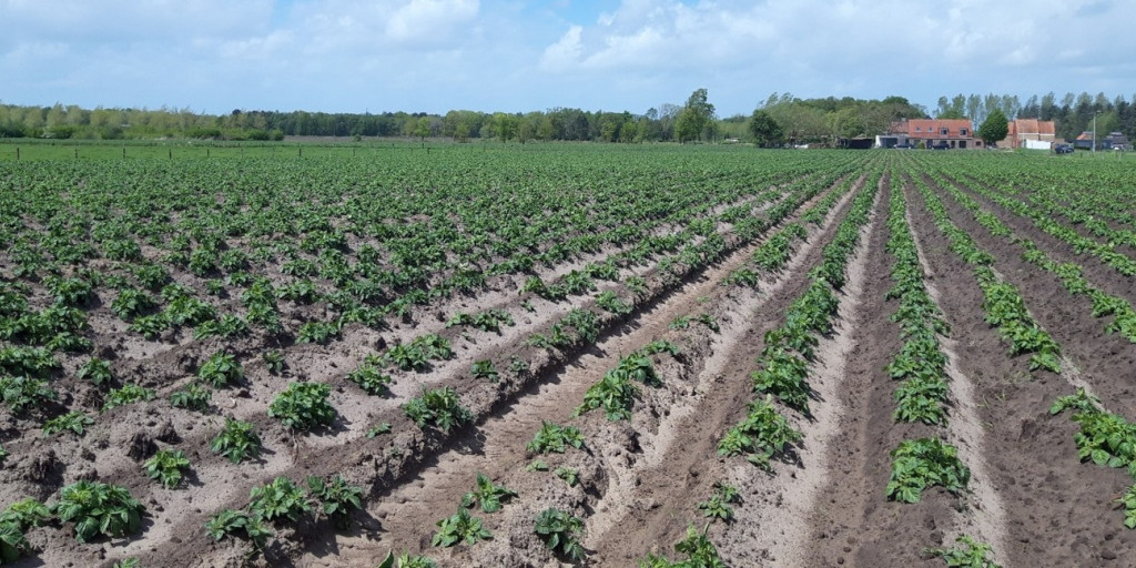 aardappelen