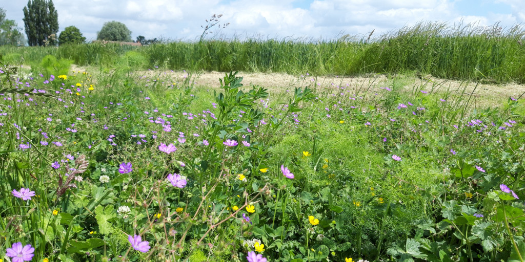 Meerjarige bloemenrand demoperceel agronatuur