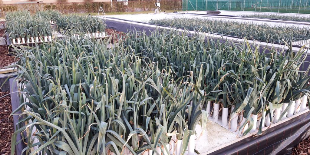 Leek_hydro.jpg