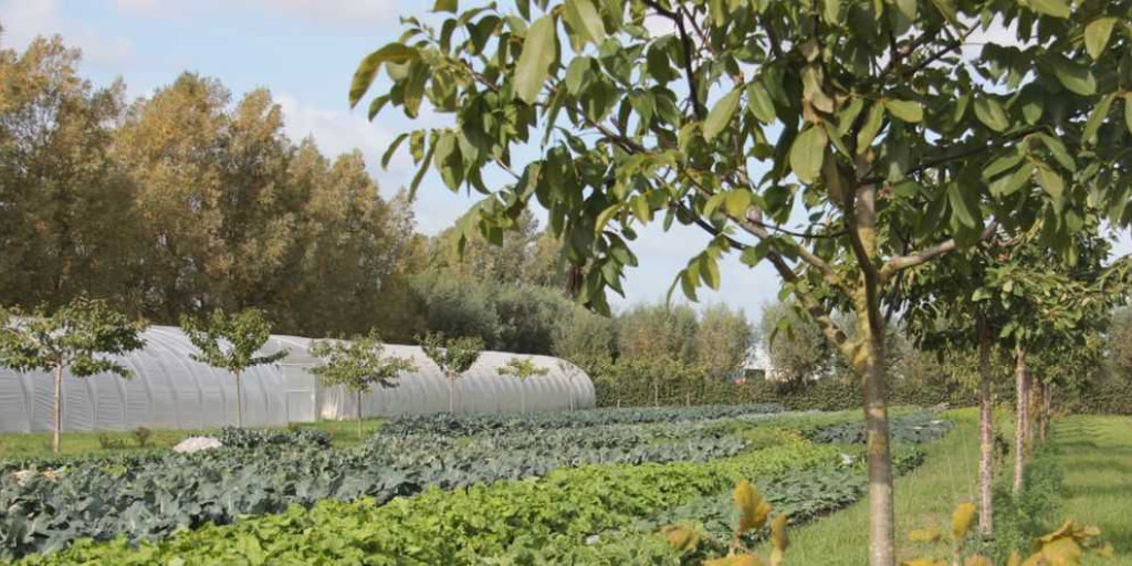 agroforestry en groenten