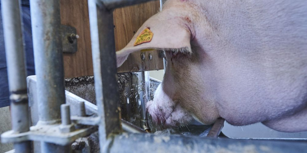 hittestress drinkend varken.jpg