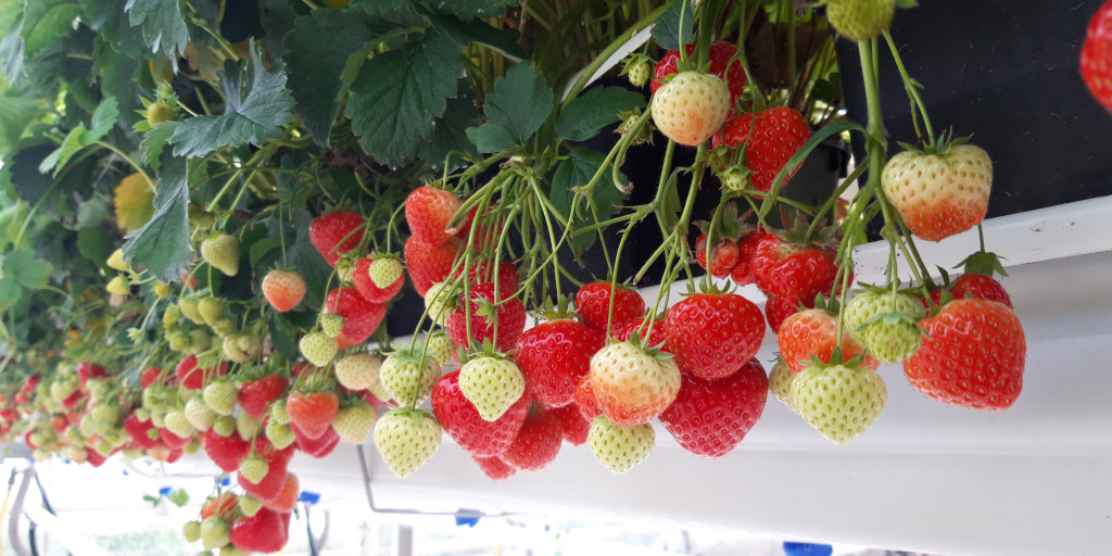 Aardbei sfeerbeeld voorjaarsteelt onder glas