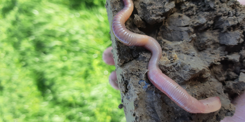 regenworm pendelaar