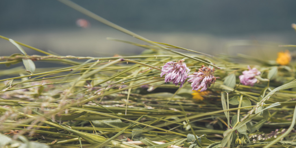 AdobeStock maaien bloemenweide