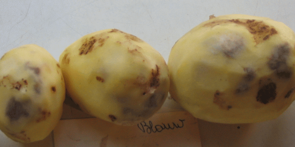 Stootblauw op aardappelen