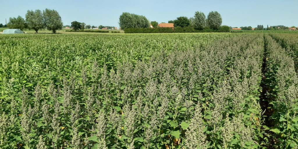 Veld quinoa in de maand juni