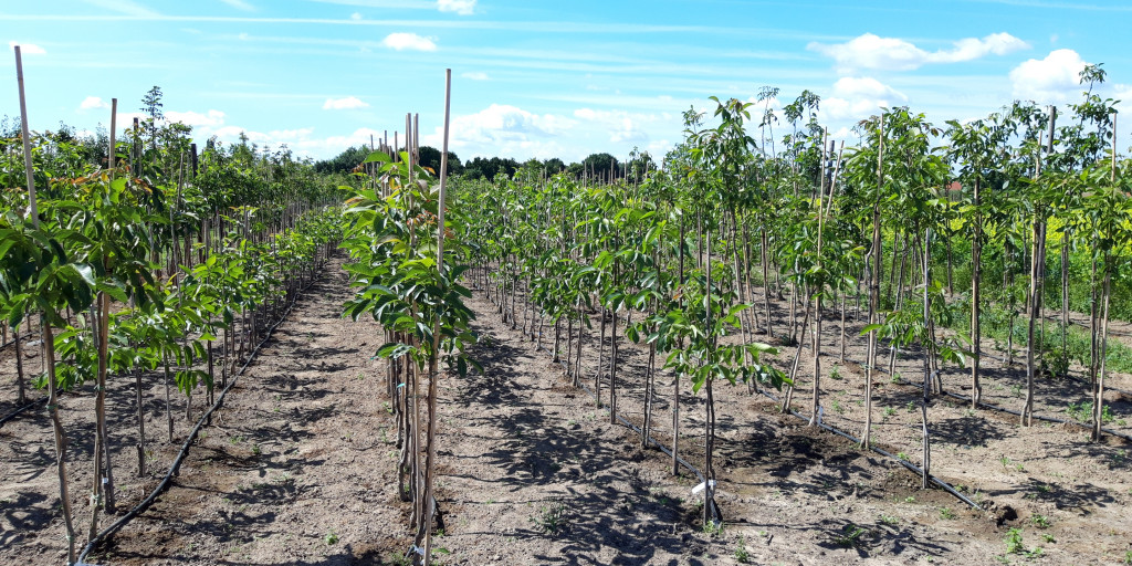 Jonge agroforestrybomen