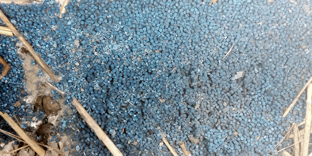 Slakkenkorrels