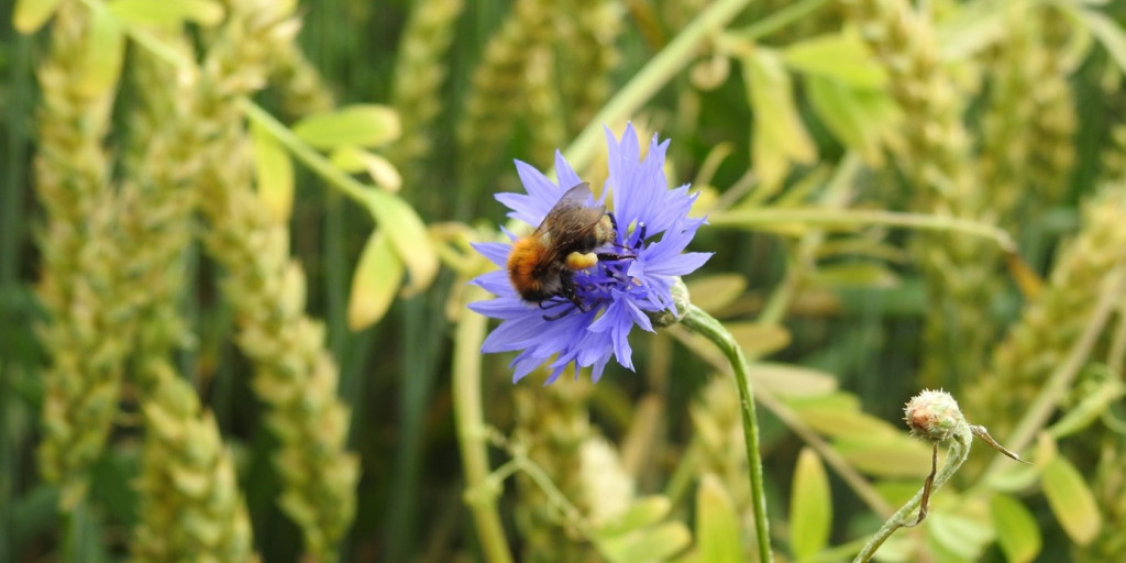 Akkerhommel op korenbloem in tarwe