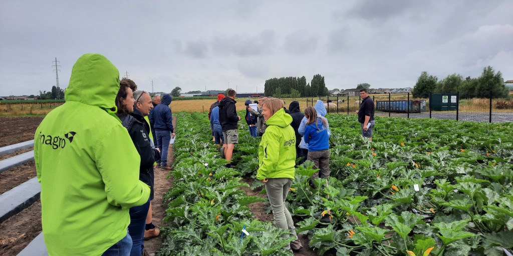 Courgette pesticides