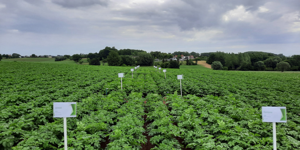 Rassenproef aardappelen 2022