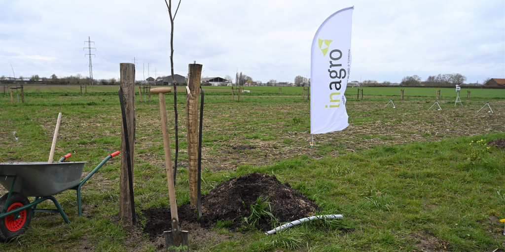 Agroforestry aanplant boom 2