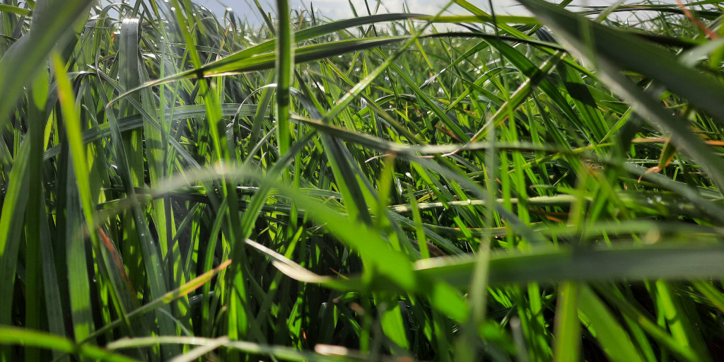 Gras