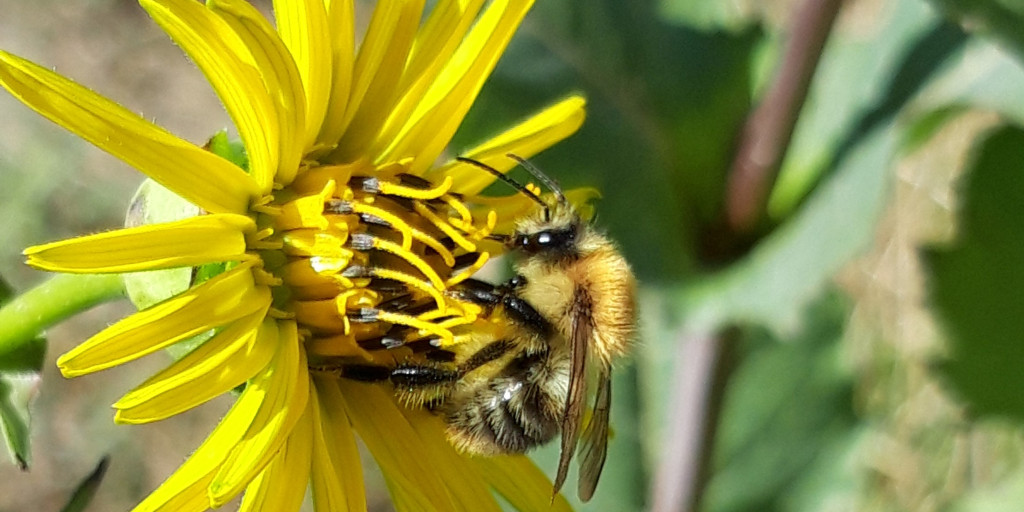 Akkerhommel man op zonnekroon.