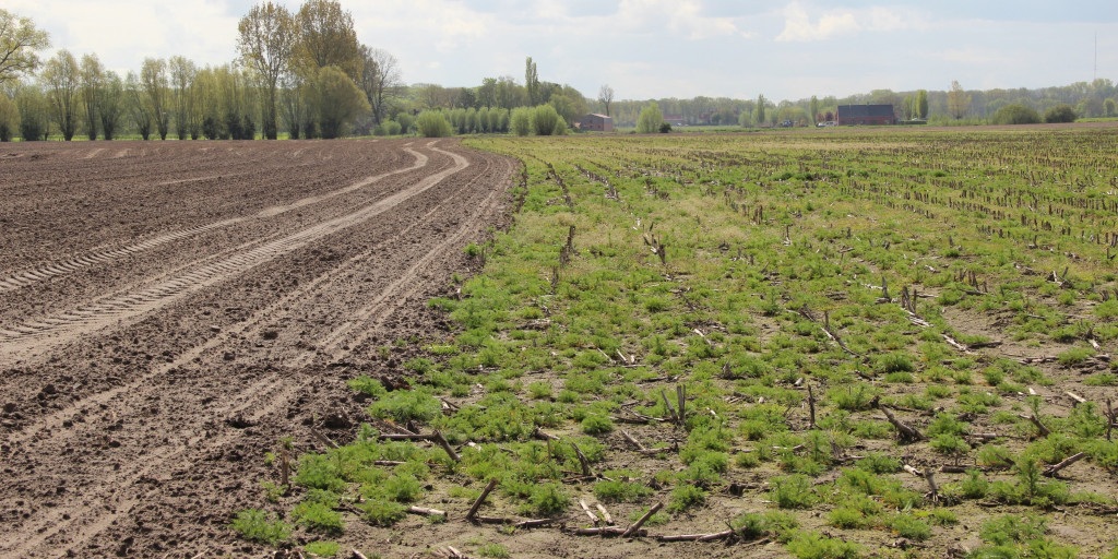Maisstoppel als geschikt broedhabitat voor kievit