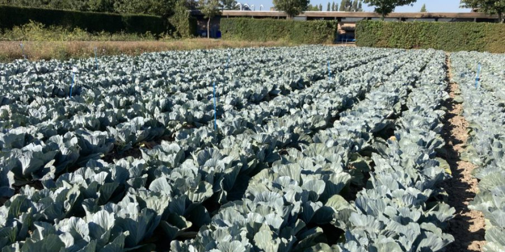 De rassenproef witte kool in de biologische teelt op 10 augustus 2022