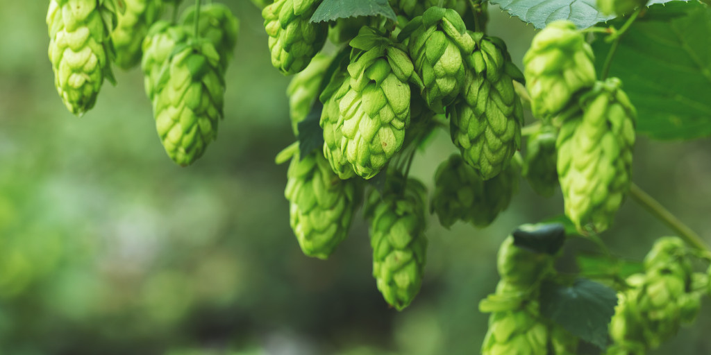 Hop_bel_AdobeStock
