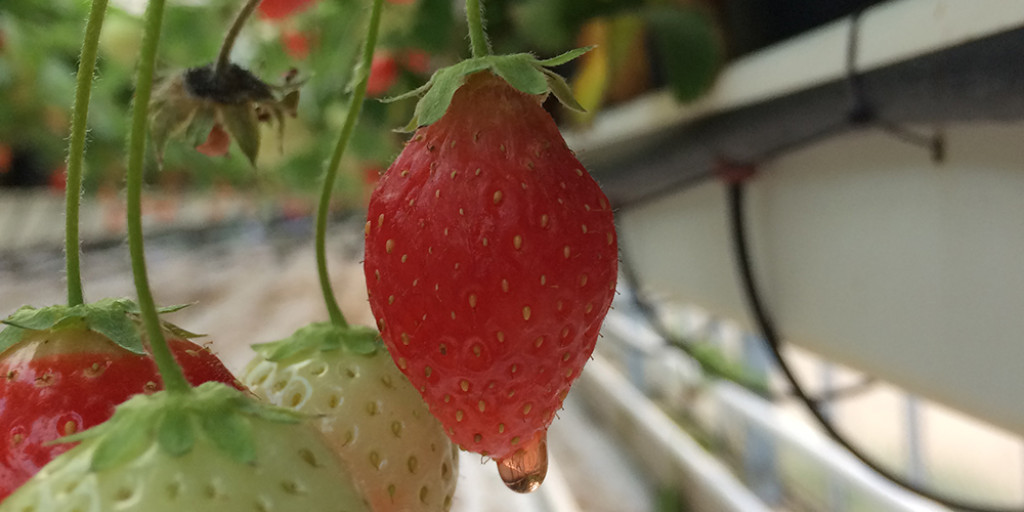 lekkende vrucht aardbei