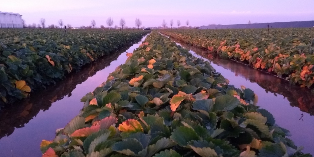 aardbeien