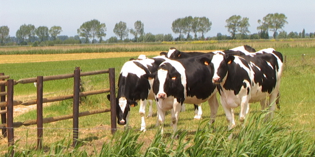 Jongvee weide