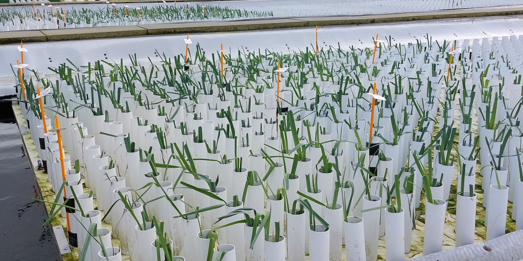Opkweek preiplantgoed