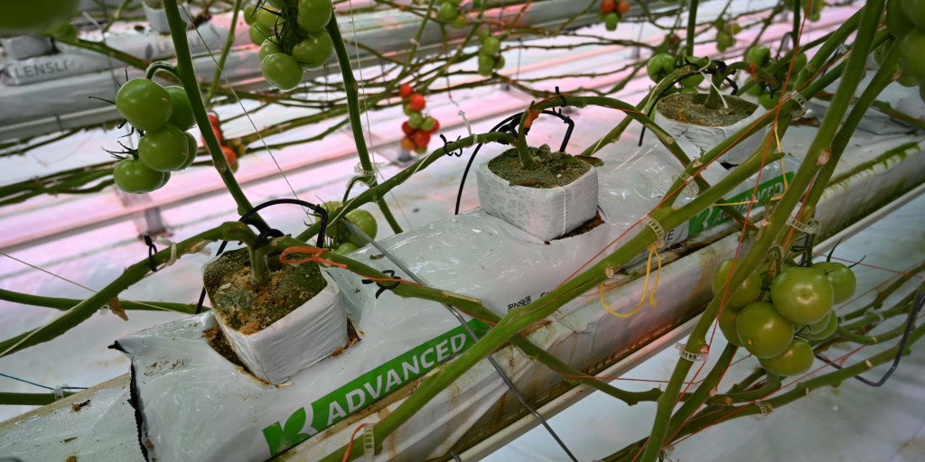 Growbag Advanced van Klasmann-Deilmann 