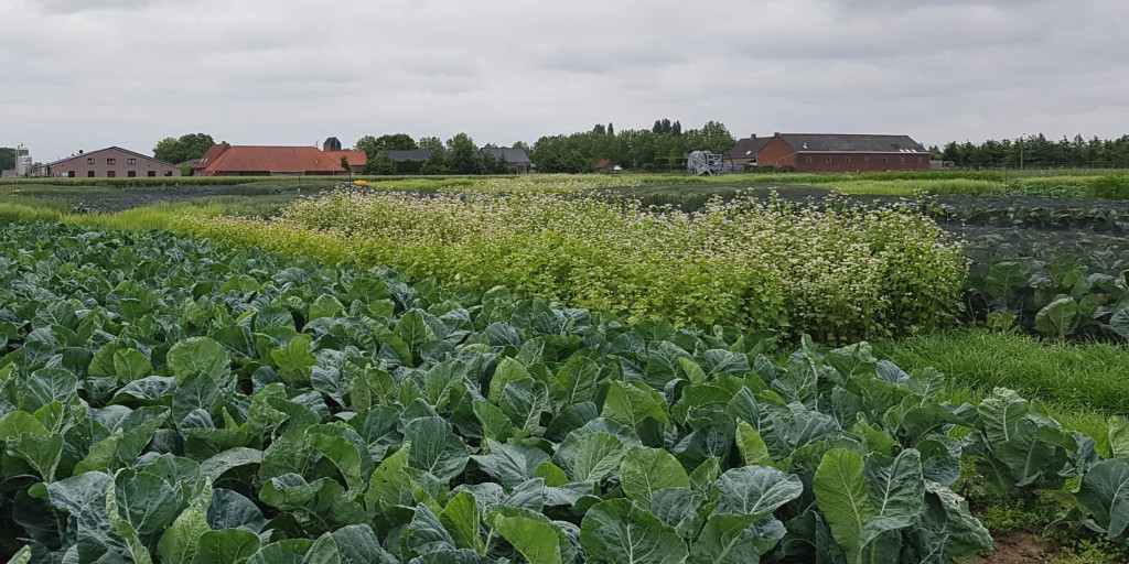 Intercropping in bloemkool met boekweit