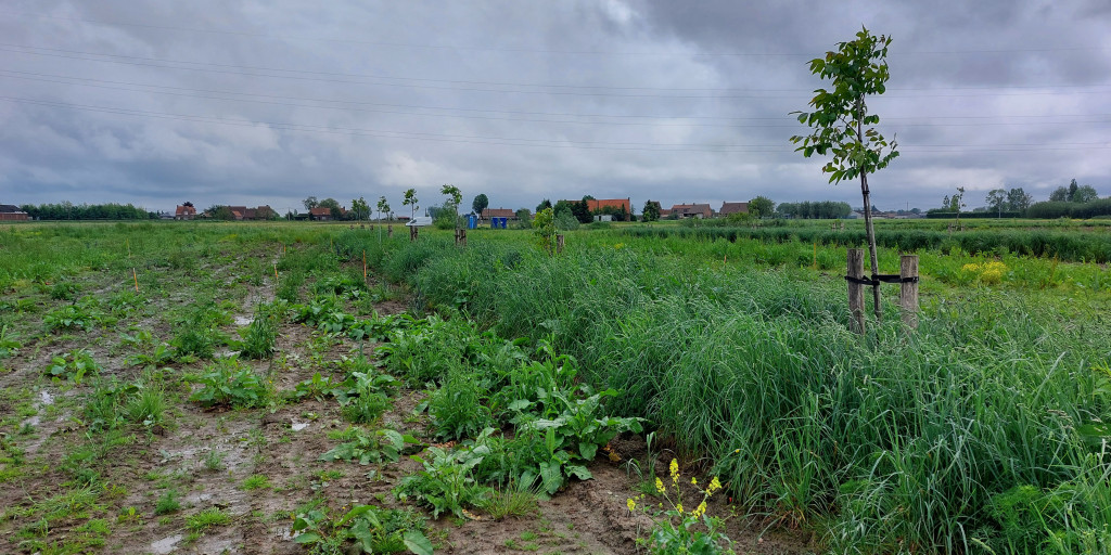 Agroforestryperceel voor inzaai van mais