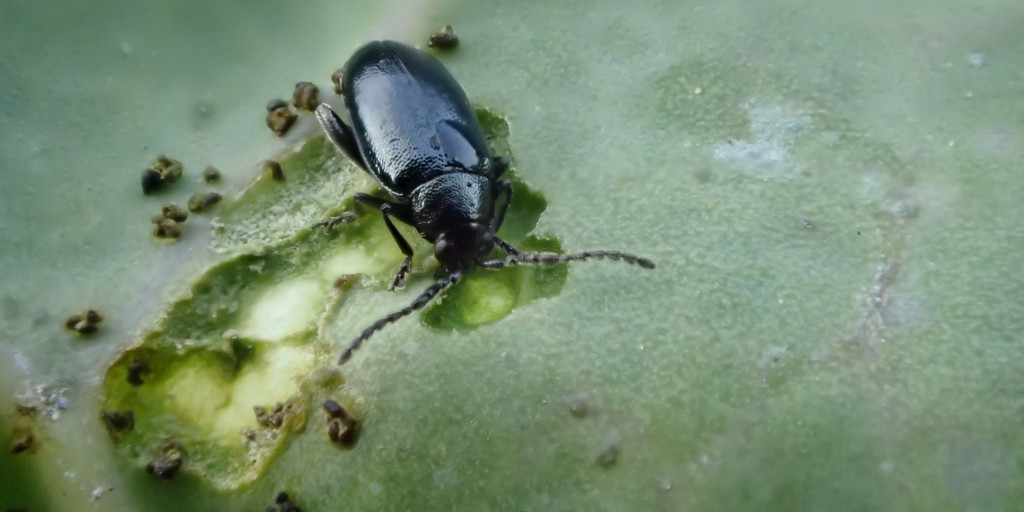 adult blauwe koolaardvlo op spruitkool