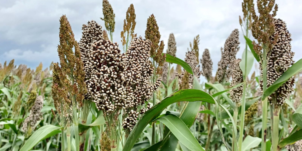 sorghum 2023 Inagro